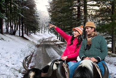 Manali Shimla Honeymoon Package